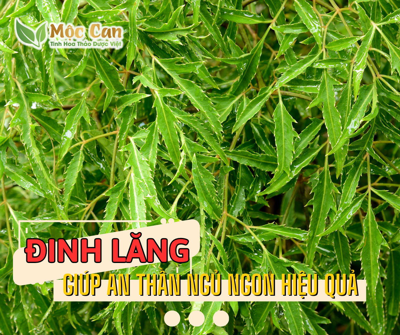 CÂY ĐINH LĂNG - GIÚP AN THẦN NGỦ NGON HIỆU QUẢ 1 CÂY ĐINH LĂNG - GIÚP AN THẦN NGỦ NGON HIỆU QUẢ 1